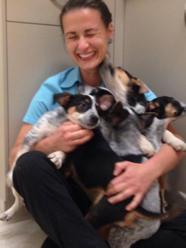 Pacific Vetcare - Gold Coast Vets 7