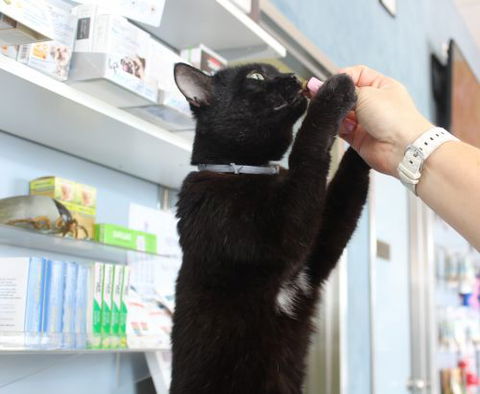 Turner Victoria BVSc - Gold Coast Vets 1