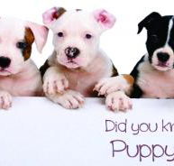 McPherson Kim Dr Valley Vet Surgery - Gold Coast Vets
