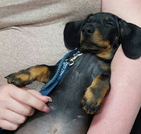 Pert Perry  Evans Veterinary Surgeons - Gold Coast Vets