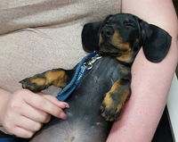 Pert Perry  Evans Veterinary Surgeons