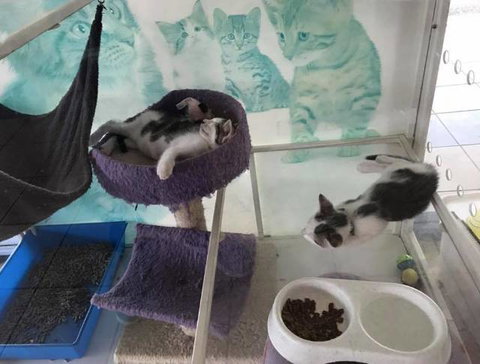 Pert Perry & Evans Veterinary Surgeons - Gold Coast Vets 3