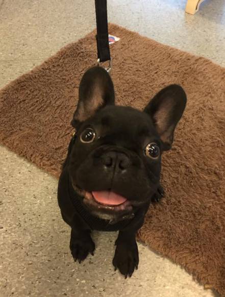 Pert Perry & Evans Veterinary Surgeons - Gold Coast Vets 4