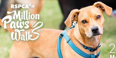 Pullen Brad Dr Valley Vet Surgery - Gold Coast Vets 10