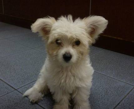 Pullen Brad Dr Valley Vet Surgery - Gold Coast Vets 11
