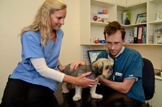 Roche Anya Dr - Gold Coast Vets 1