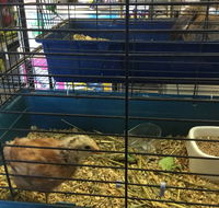 Pets R Us Raymond Terrace - Gold Coast Vets