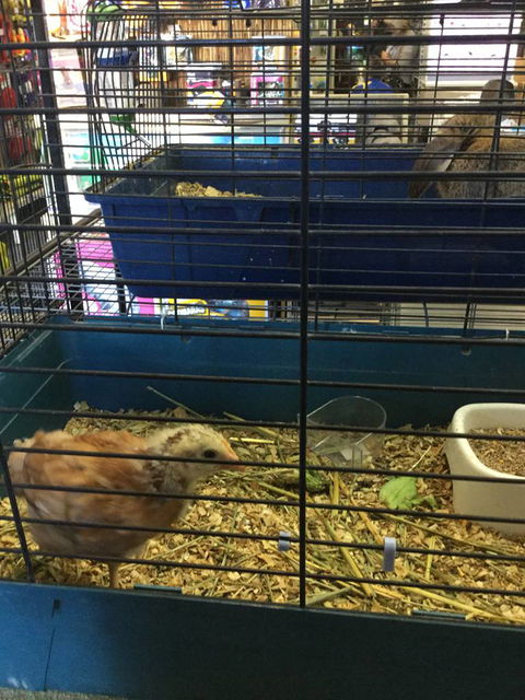 Pets R Us Raymond Terrace - Gold Coast Vets 0