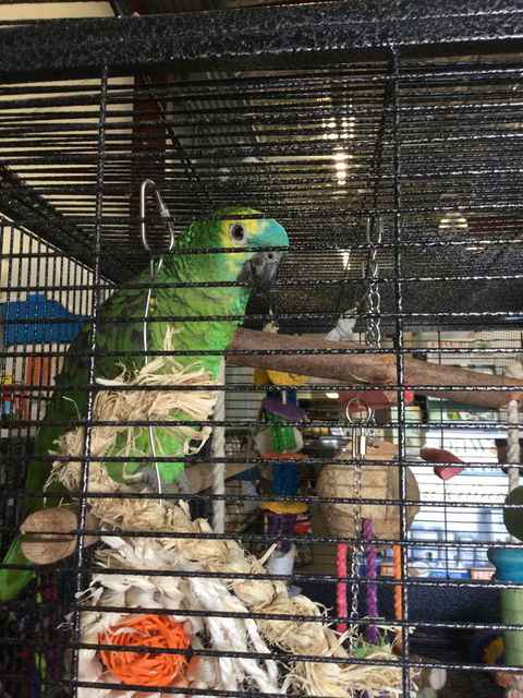 Pets R Us Raymond Terrace - Gold Coast Vets 1