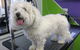 Soapy Pause For Dogs - thumb 0