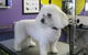 Soapy Pause For Dogs - thumb 1
