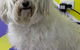 Soapy Pause For Dogs - thumb 2
