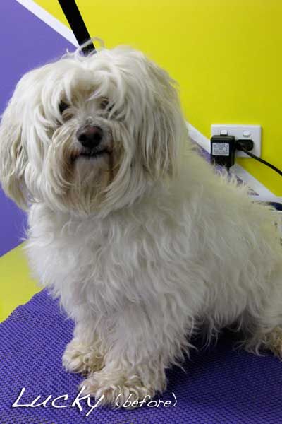 Soapy Pause For Dogs - Gold Coast Vets 2