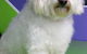 Soapy Pause For Dogs - thumb 3