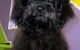 Soapy Pause For Dogs - thumb 4