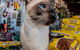 Whitsunday Better Pets - thumb 0