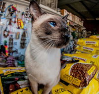 Whitsunday Better Pets - Gold Coast Vets
