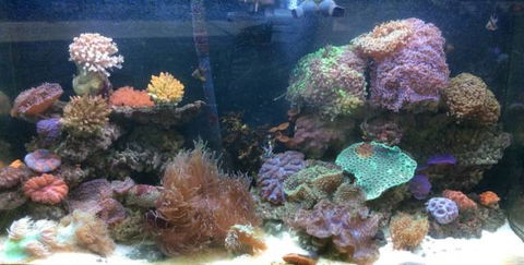 Rocky Pet World - Gold Coast Vets 0