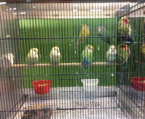 Rocky Pet World - Gold Coast Vets 4