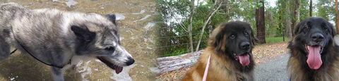 Pets & Ponds - Gold Coast Vets 0