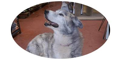 Pets & Ponds - Gold Coast Vets 1
