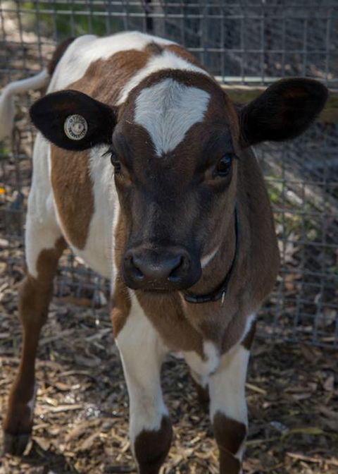 Radley’s Farm Pet & Garden Supplies - Gold Coast Vets 0