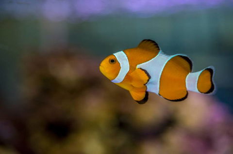 Radley’s Farm Pet & Garden Supplies - Gold Coast Vets 1