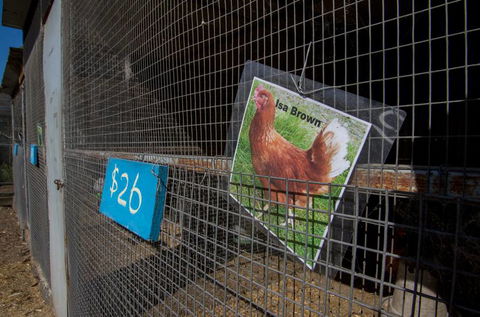 Radley’s Farm Pet & Garden Supplies - Gold Coast Vets 2