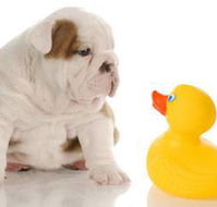 Margarets Dog Coats and Accessories - Gold Coast Vets