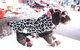 Margarets Dog Coats And Accessories - thumb 1