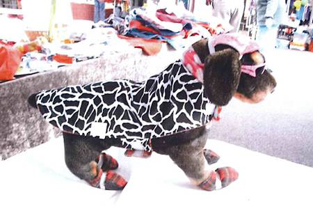 Margarets Dog Coats And Accessories - Gold Coast Vets 1