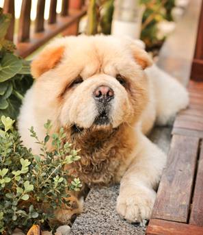 Margarets Dog Coats And Accessories - Gold Coast Vets 2