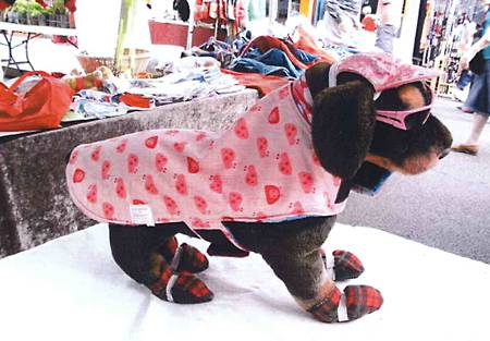 Margarets Dog Coats And Accessories - Gold Coast Vets 3