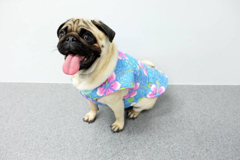 Margarets Dog Coats And Accessories - Gold Coast Vets 4