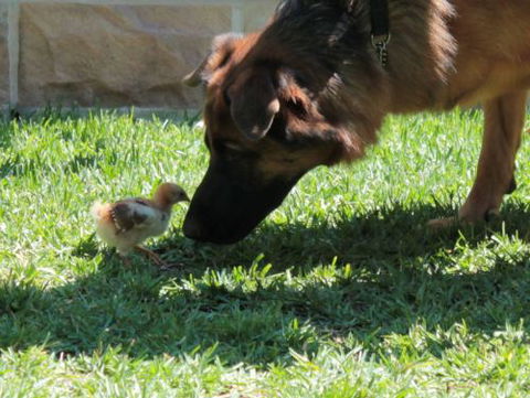 Argy Pets - Gold Coast Vets 1