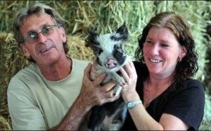 Noosa Rural Produce - Gold Coast Vets 1