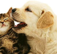 One Stop Pet Supplies - Gold Coast Vets