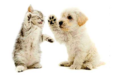 One Stop Pet Supplies - Gold Coast Vets 1